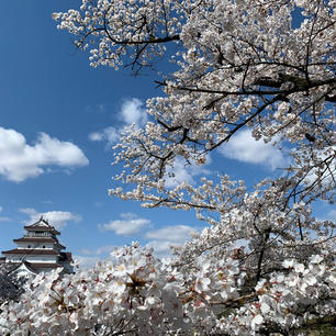 福島県会津若松にある鶴ヶ城は今が🌸満開の時季です。