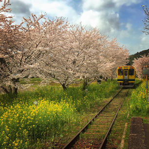 春の房総、いすみ鉄道の総元(ふさもと)駅。鉄道ファンには人気のラインで、毎年春には大勢の観光客が訪れます。