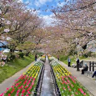 横浜　江川せせらぎ緑道🌿
今年も行ってきました。4月2週目あたりに行きましたが、少し遅かったみたい🥲
次回は3月下旬あたりに行ってみよう。