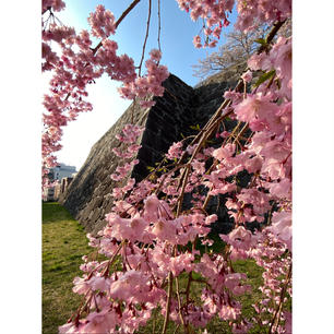 盛岡城址公園🌸