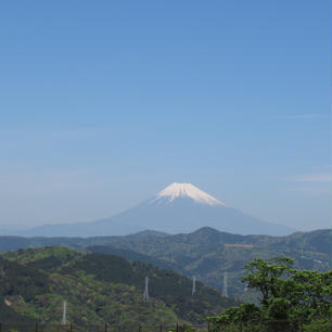 伊豆シャボテン動物公園から見えた富士山。夏日で、春霞がかかってなくて、はっきり見えました。