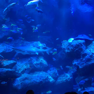 すみだ水族館
金魚フェアのときに行きました。
いろんな種類の金魚が見れて楽しかった！