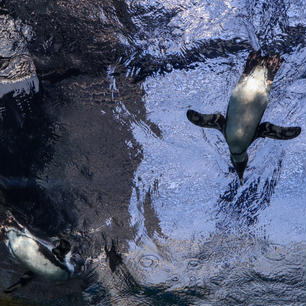 京都水族館の🐧たち気持ちよさそう〜