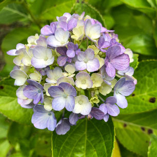 神奈川 鎌倉
紫陽花