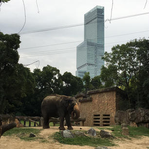 天王寺動物園[大阪]

入園料は安いのに結構たくさんの動物もいて楽しめた☆

このハルカスと象がすごくいい感じ^ ^