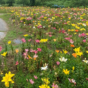 山形県飯豊町のいいでどんでん平ゆり園。
一面、色とりどりのゆりの花。