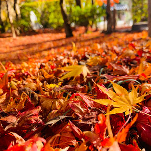 京都府:嵐山

2020.12.05