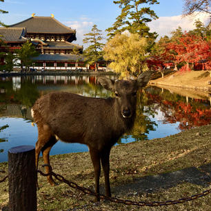 奈良
東大寺
見つめ合う私達