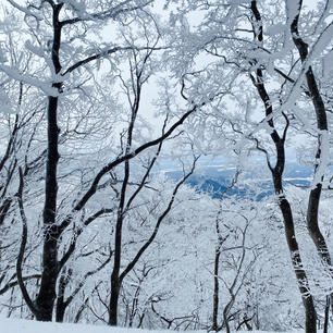 鈴鹿山系の一峰、綿向山（標高1,110m）
樹氷や霧氷の世界が広がっていました⛄️