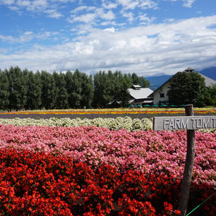 富良野 ファーム富田🌷
2017.09