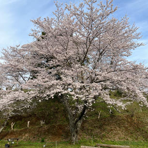 野見金公園の桜。
高さ10m以上、幅15m以上はありそうな
大きなソメイヨシノです。