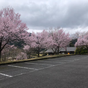 2022.4.3
道の駅 淡墨桜の里ねお