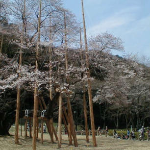 日本三大桜名所 
岐阜の「根尾谷淡墨桜」

樹高17.3ｍ、幹回9.4ｍの大木は、山梨県の「山高神代桜」と福島県「三春滝桜」と並んで日本三大桜



#サント船長の写真