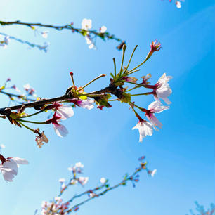 大阪　高槻新川の桜堤
何か天気良すぎて、春の息吹って感じの写真になった。