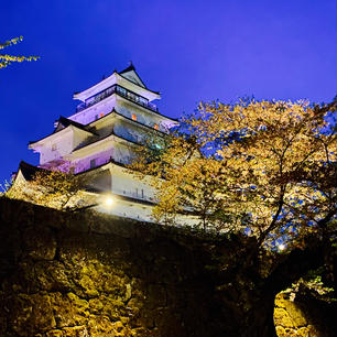 ライトアップされた鶴ヶ城と桜