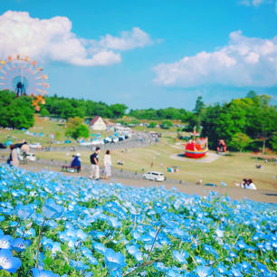 東京ドイツ村🎡
ネモフィラが満開でした🐝⋆︎*ﾟ∗