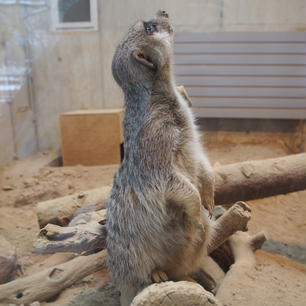 札幌、円山動物園のミーアキャット。結構ずっと立ってます