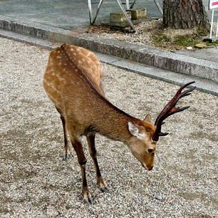 奈良公園の鹿