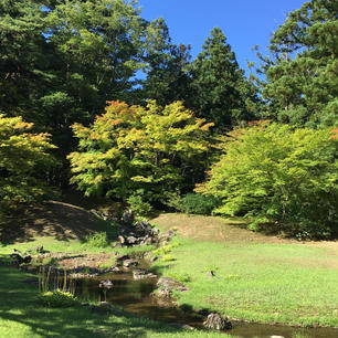 現存する唯一の平安庭園、平泉 毛越寺 ここが曲水の宴の舞台になるそうです！