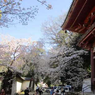 醍醐寺の桜

京都における桜の名所の一つ、世界遺産・醍醐寺は豊臣秀吉が「醍醐の花見」をおこなったことでも知られています。その半年後に秀吉はこの世を去ることになりますが、最後であることを悟っていたのかそれはそれは壮大な花見だったそうです。そんな秀吉に思いを馳せつつ醍醐寺の桜を愛でてみませんか？

#サント船長の写真#醍醐寺の桜