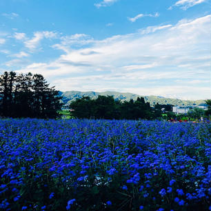 長野
安曇野ちひろ美術館

営業時間外だったので
お庭を散歩

鮮やかな青の花が
咲いてました。