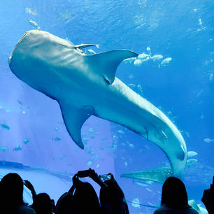 沖縄美ら海水族館(国頭郡本部町)
ジンベエザメが見られる沖縄最大の水族館🐟
本館はF4〜F1へと下りながら、海を潜っていくような感覚で、沖縄周辺の海の中の様子を楽しめます。
また本館周辺では、イルカ、ウミガメ、マナティーが別棟で飼育。ウミガメが産卵に訪れるエメラルドビーチや、イルカショーが見られる劇場も。
近隣(海洋博公園エリア内)には、植物園やプラネタリウムなど施設満載で、長期滞在やリピートもオススメ🌟

見どころ👀
1番は何といっても7500㎥の巨大水槽「黒潮の海」👀
360°どこからでも眺められ、一部に埋め込まれた透明なトンネルからは下からの眺めも楽しめます。
水槽は、水の負荷が一極集中しないよう特殊技術仕立ての継ぎ目のない巨大アクリルパネルで作られています。🔨
ジンベエザメは1995年3月から飼育。2021年6月17日にメスが死亡し(飼育年数13年2ヶ月で国内最長)現在はオス1匹だけとなっています。(私よりも長寿のお魚😳)

お得情報️👛
2回以上の訪問が確定なら、「年間パスポート」を❗️
✅2回分の入園料で、1年間無料で入館。
✅特典：
○園内のショップ・レストラン5%割引券
○電機遊覧車が無料
○更新すれば、毎月抽選で当たるオリジナルグッズ詰め合わせやお土産売り場で使える2千円クーポンなど特典がさらに豪華に❗️

ジンベエザメが見られる国内の水族館🐋
🪼海遊館(大阪)→オス(海：8代目)メス(遊：4代目)2匹
🪼のとじま水族館(石川)→オス・メス2匹
🪼いおワールドかごしま水族館(鹿児島)→メス(ユウユウ：9代目)1匹
👉参考ウェブサイト「ジンベエザメやシャチのいる日本の水族館をご紹介」

勘違い注意⚠️
ジンベエザメは世界最大の「魚類」。
哺乳類であるクジラとは生物学上分類が異なります。
またカナ表記では「ジンベイ」ではなく「ジンベエ」が標準のようです。
👉参考ウェブサイト「ジンベエザメのひみつ」(海遊館)

2023年5月に訪問
Slytherin🐍