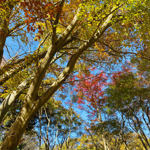 兵庫　六甲高山植物園

赤、黄、緑の
紅葉祭りでした。