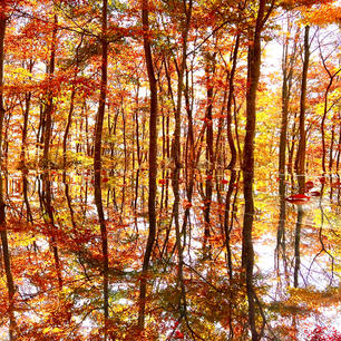 山形県朝日町にある空気神社は、空気を象徴としている世界に一つの神社。

紅葉が素晴らしかった。


#山形県　#朝日町　#空気神社