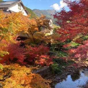 20231126
福岡　秋月

桜もいいけど紅葉も綺麗
日曜ということもあって
人人人でした