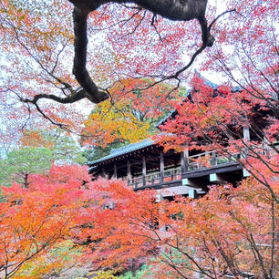 東福寺

通天橋拝観①
凄い綺麗。
2023.12.3