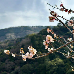 神奈川県・湯河原町にある幕山公園では、梅の花が咲いています！
美しい紅白の梅の花が見れるほか、祭り期間中には梅をイメージしたソフトクリームやお団子も味わえますよ！

#神奈川 #湯河原 #湯河原梅林 #梅 #幕山公園