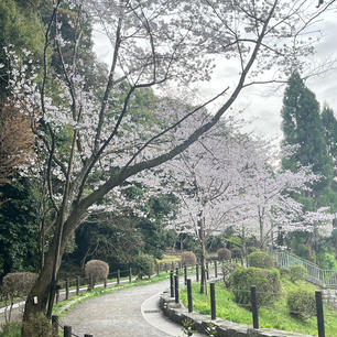 哲学の道

やっぱりここは桜の時期がいいですね。
朝一は最高のウォーキング日和になりました♪
昼の帰り道は人混みになってしまいましたが。
2024.4.6