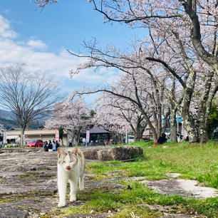 滋賀　海津大崎

可愛い
にゃんこが近づいてきた
遊覧船で琵琶湖から桜を
眺めることも