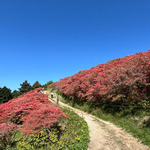 大和葛城山

つつじを見に行きました。
秋とはまた違った綺麗な景色で赤のつつじが見頃でした。
天気も良くて最高♪
行きはロープウェイ、帰りは山下りにチャレンジしました。
たくさんの人が登るですね。
ご高齢の方にワンちゃんに幼児まで、えっマジで…。
いや初心者におすすめって調べると出てきましたが、
下るだけでも楽はなかったですよ笑
2024.5.4