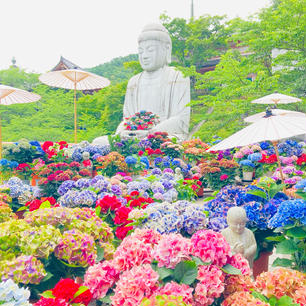 奈良
壷阪寺

紫陽花と大仏のコラボ