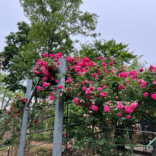 【平成の森公園】
川島町にある公園で
5月頃には薔薇🌹がたくさん咲いて、夏場は岩場で水遊びができます✨
GWには薔薇🌹と共に楽しめるイベントがあり参加しましたがキッチンカーやバルーンみたいな遊具、鯉のぼり🎏も飾ってあり子供達が沢山遊んでいました✨
是非薔薇の季節がオススメです😊

2024.5.19