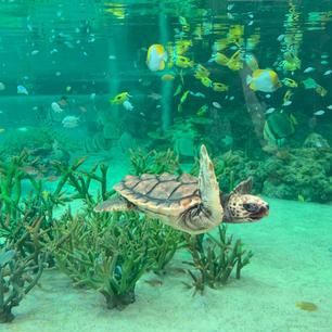 【鴨川シーワールド】in千葉県鴨川市

水族館内のトロピカルアイランドにはウミガメやサンゴ🪸、カラフルなお魚達がたくさん泳いでいて南国気分を味わえました🐠
ベルーガが泳ぐ姿は神秘的でとても癒されました✨　初の生シャチは思っていたよりも大きく感じでびっくり😳
ショーは圧巻で夏に行きましたが海水を浴びまくりレインコートは必須です🤣