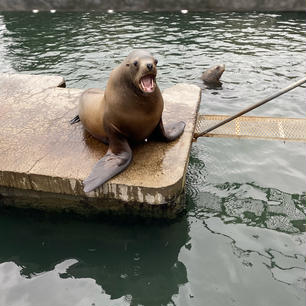 トドのショーの迫力がすごかった。北海道の水族館には初めて行ったが他のどの水族館とも迫力が違い、大自然を感じた。
ショーではトドが高い岩山からジャンプしたり、シャケを丸呑みしたり、しており飼育員さんの解説も楽しかった。水族館裏の岩場には野生のトドが来るらしくその話にも驚いた。