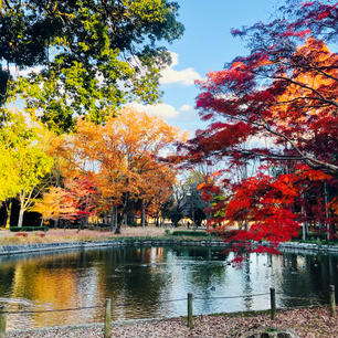 つくば市の洞峰公園の紅葉！緑・黄色・オレンジ・赤のコントラストが綺麗！