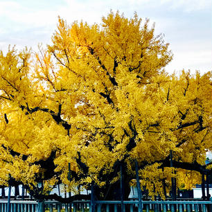 京都
西本願寺大イチョウ
御影堂前のイチョウは「逆さイチョウ」と呼ばれ樹齢約400年、京都市の天然記念物に指定されています。