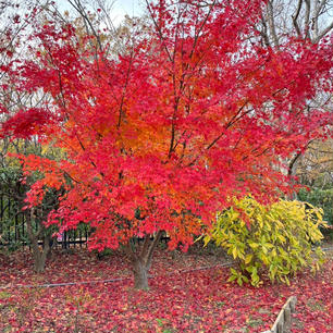 大泉緑地

堺市の公園、ウォーキングに来ました
今年は少し遅くきたので
紅葉は残ってるのあり楽しめましたが、
イチョウは落葉してしまってました
2024.12.15