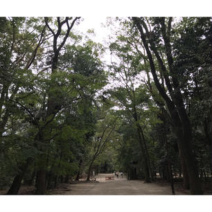 糺の森 賀茂御祖神社 下鴨神社 京都 [2018 Sep.]

#kyoto #japan #tourism