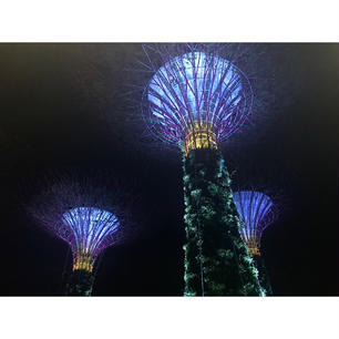 🌳Gardens By The Bay
夜、キラキラだった。また行きたい。