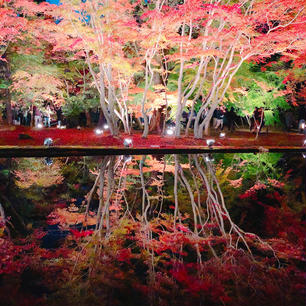 曽木公園の逆さもみじ🍁
写真で見た綺麗さにちょっと疑いを持ってたけど笑
実際も本当に綺麗だった！！