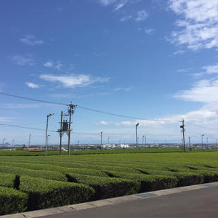 静岡県牧之原市の茶畑がとても綺麗でした