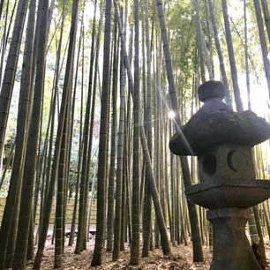 鎌倉の報国寺🎋
日が差し込む時間帯はとても綺麗でした！