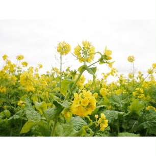 この間淡路島にある花さじきに行ってきました！
早咲きの菜の花が咲いていてとても綺麗でした(ˊᵕˋ)