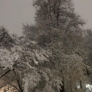 井の頭公園の雪景色。