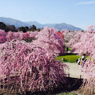 鈴鹿の森庭園
三重県 鈴鹿市

園内には しだれ梅がたくさんあり、今が満開でとてもきれいです。