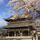 #東本願寺
#桜
#京都
#trip